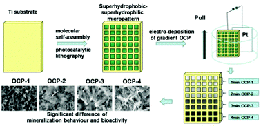 Graphical abstract: A facile construction of gradient micro-patterned OCP coatings on medical titanium for high throughput evaluation of biocompatibility