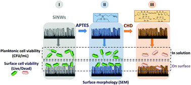 Graphical abstract: Bacterial viability on chemically modified silicon nanowire arrays