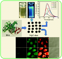 Graphical abstract: A hydrothermal reaction of an aqueous solution of BSA yields highly fluorescent N doped C-dots used for imaging of live mammalian cells