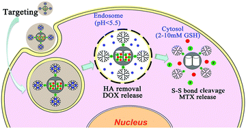 Graphical abstract: Dual responsive mesoporous silica nanoparticles for targeted co-delivery of hydrophobic and hydrophilic anticancer drugs to tumor cells