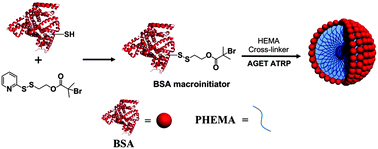 Graphical abstract: In situ fabrication of PHEMA–BSA core–corona biohybrid particles