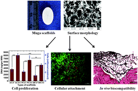 Graphical abstract: Potential of silk fibroin/chondrocyte constructs of muga silkworm Antheraea assamensis for cartilage tissue engineering