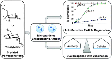 Graphical abstract: Microparticles formulated from a family of novel silylated polysaccharides demonstrate inherent immunostimulatory properties and tunable hydrolytic degradability