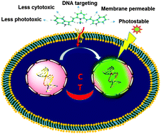 Graphical abstract: Biomolecular recognition at the cellular level: geometrical and chemical functionality dependence of a low phototoxic cationic probe for DNA imaging