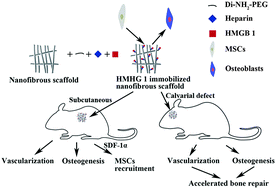 Graphical abstract: High mobility group box 1-immobilized nanofibrous scaffold enhances vascularization, osteogenesis and stem cell recruitment
