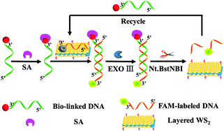 Graphical abstract: A WS2 nanosheet-based nanosensor for the ultrasensitive detection of small molecule–protein interaction via terminal protection of small molecule-linked DNA and Nt.BstNBI-assisted recycling amplification