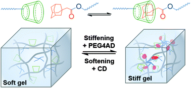 Graphical abstract: Tuning stiffness of cell-laden hydrogel via host–guest interactions