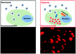 Graphical abstract: Rapid fluorescence detection of hypoxic microenvironments by nitro-benzyl conjugated chitosan nanoparticles encapsulating hydrophobic fluorophores
