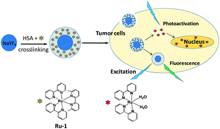 Graphical abstract: A dual-fluorescent nano-carrier for delivering photoactive ruthenium polypyridyl complexes