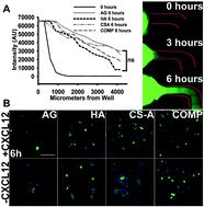 Graphical abstract: Glioma cell invasion is significantly enhanced in composite hydrogel matrices composed of chondroitin 4- and 4,6-sulfated glycosaminoglycans