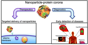 Graphical abstract: Exploitation of nanoparticle–protein corona for emerging therapeutic and diagnostic applications