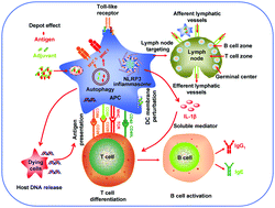 Graphical abstract: Nanomaterial-based vaccine adjuvants