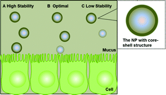 Graphical abstract: Core–shell stability of nanoparticles plays an important role for overcoming the intestinal mucus and epithelium barrier