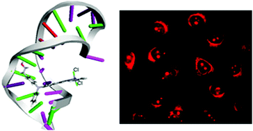 Graphical abstract: A two-photon fluorescent RNA probe screened from a series of oxime-functionalized 2,2′:6′,2′′-terpyridine ZnX2 (X = Cl, Br, I) complexes