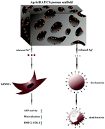 Graphical abstract: Enhanced antibacterial activity and osteoinductivity of Ag-loaded strontium hydroxyapatite/chitosan porous scaffolds for bone tissue engineering