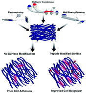 Graphical abstract: Processing and surface modification of polymer nanofibers for biological scaffolds: a review