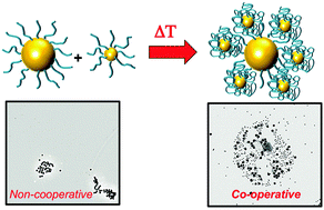 Graphical abstract: Co-operative transitions of responsive-polymer coated gold nanoparticles; precision tuning and direct evidence for co-operative aggregation