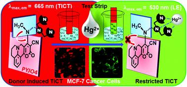 Graphical abstract: Pyrano[3,2-c]julolidin-2-ones: a novel class of fluorescent probes for ratiometric detection and imaging of Hg2+ in live cancer cells