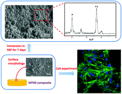 Graphical abstract: Influences of mesoporous magnesium silicate on the hydrophilicity, degradability, mineralization and primary cell response to a wheat protein based biocomposite