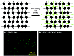 Graphical abstract: Biodegradable shape memory polymers functionalized with anti-biofouling interpenetrating polymer networks