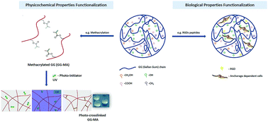 Graphical abstract: Recent progress in gellan gum hydrogels provided by functionalization strategies