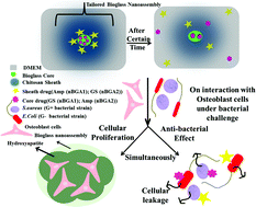 Graphical abstract: Tailored smart bioactive glass nanoassembly for dual antibiotic in vitro sustained release against osteomyelitis