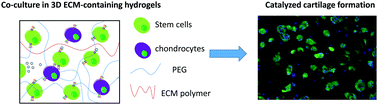 Graphical abstract: Modulating stem cell–chondrocyte interactions for cartilage repair using combinatorial extracellular matrix-containing hydrogels
