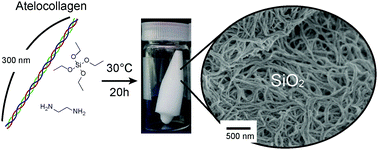Graphical abstract: Atelocollagen-templated fabrication of tangled fibrous silica