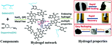 Graphical abstract: Mussel-inspired injectable supramolecular and covalent bond crosslinked hydrogels with rapid self-healing and recovery properties via a facile approach under metal-free conditions