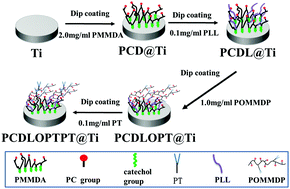 Graphical abstract: Multifunctional coating based on EPC-specific peptide and phospholipid polymers for potential applications in cardiovascular implants fate