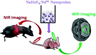 Graphical abstract: Neodymium-doped NaHoF4 nanoparticles as near-infrared luminescent/T2-weighted MR dual-modal imaging agents in vivo