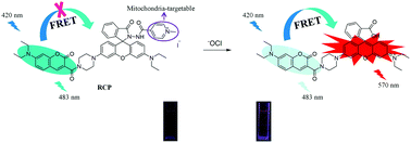 Graphical abstract: A mitochondria-targeted ratiometric fluorescent probe for hypochlorite and its applications in bioimaging