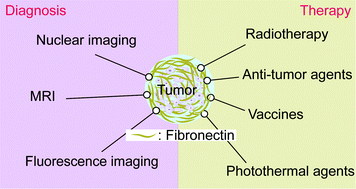 Graphical abstract: Targeting fibronectin for cancer imaging and therapy