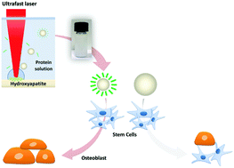 Graphical abstract: Facile fabrication of bioactive ultra-small protein–hydroxyapatite nanoconjugates via liquid-phase laser ablation and their enhanced osteogenic differentiation activity