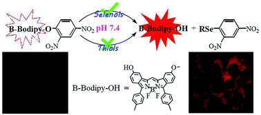 Graphical abstract: Red fluorescent probes based on a Bodipy analogue for selective and sensitive detection of selenols in solutions and in living systems