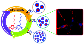 Graphical abstract: Self-assembly of all-conjugated block copolymer nanoparticles with tailoring size and fluorescence for live cell imaging