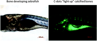 Graphical abstract: “Dark” carbon dots specifically “light-up” calcified zebrafish bones
