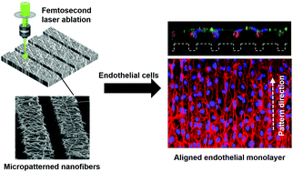 Graphical abstract: Engineering an aligned endothelial monolayer on a topologically modified nanofibrous platform with a micropatterned structure produced by femtosecond laser ablation