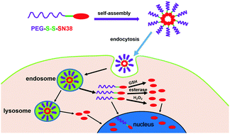 Graphical abstract: A multi-stimuli responsive nanoparticulate SN38 prodrug for cancer chemotherapy