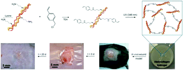 Graphical abstract: Protease-sensitive atelocollagen hydrogels promote healing in a diabetic wound model