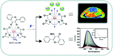 Graphical abstract: Fluoride-specific fluorescence/MRI bimodal probe based on a gadolinium(iii)–flavone complex: synthesis, mechanism and bioimaging application in vivo
