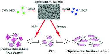 Graphical abstract: Improving endothelialization by the combined application of polyethylene glycol coated cerium oxide nanoparticles and VEGF in electrospun polyurethane scaffolds