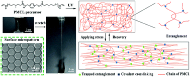 Graphical abstract: A highly stretchable bioelastomer prepared by UV curing of liquid-like poly(4-methyl-ε-caprolactone) precursors