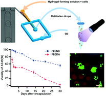 Graphical abstract: A microfluidic-based cell encapsulation platform to achieve high long-term cell viability in photopolymerized PEGNB hydrogel microspheres
