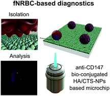 Graphical abstract: Fetal nucleated red blood cell analysis for non-invasive prenatal diagnostics using a nanostructure microchip