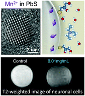 Graphical abstract: Developing Mn-doped lead sulfide quantum dots for MRI labels