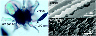 Graphical abstract: Growth behaviour of silica/carbonate nanocrystalline composites of calcite and aragonite