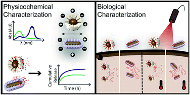 Graphical abstract: The effect of the shape of gold core–mesoporous silica shell nanoparticles on the cellular behavior and tumor spheroid penetration