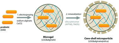 Graphical abstract: Core–shell alginate@silica microparticles encapsulating probiotics