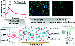 Graphical abstract: A multifunctional surface for blood contact with fibrinolytic activity, ability to promote endothelial cell adhesion and inhibit smooth muscle cell adhesion